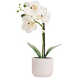 M&S Moss & Sweetpea Artificial Real Touch Small Orchid in Pot, White