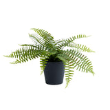 Habitat Medium Plant Fern