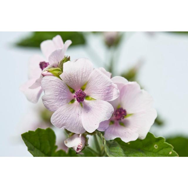 Weleda Baby White Mallow Body Lotion 200ml GOODS M&S