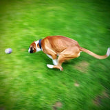 SportsPET High Bounce Ball For Pets Dog Toy 6cm GOODS M&S