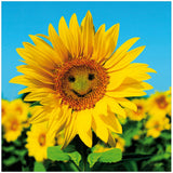 Woodmansterne Blank Card with Photographic Smiley Face Sunflower Birthday Greeting Card GOODS Sainsburys