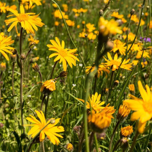 Weleda Arnica Bumps and Bruises Spray Vegan 20ml GOODS M&S