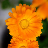 Weleda Calendula Cuts & Grazes Spray Vegan 20ml GOODS M&S