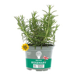 MS Rosemary Pot