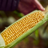 Freshlock Corn On The Cob - 2 Cobs