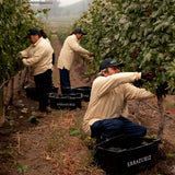 Errazuriz Reserva Pinot Noir