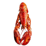 Royal Star Cooked Canadian Lobster