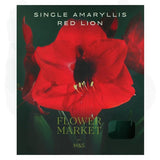 M&S Red Lion Single Petal Amaryllis Indoor Plant