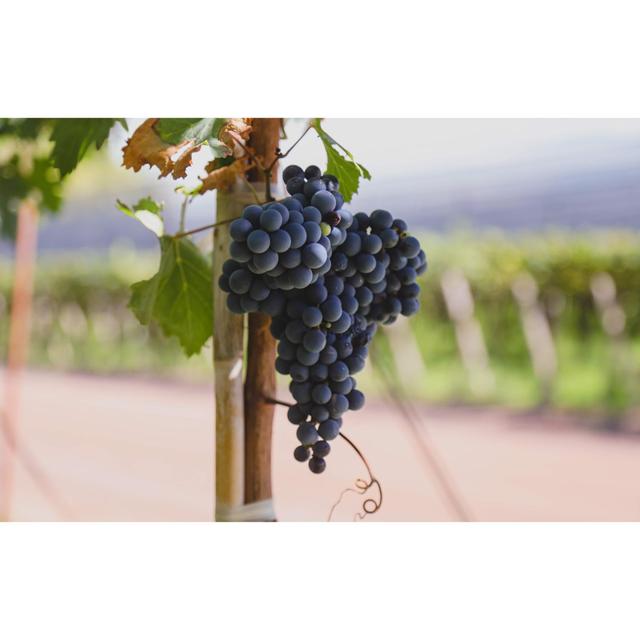 Terra Organica Malbec 75cl GOODS M&S