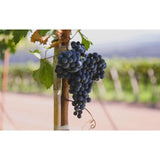 Terra Organica Malbec 75cl GOODS M&S