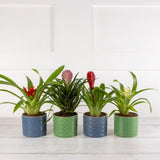 Mini Bromeliad