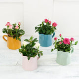 Sainsburys Mini Ceramic Jug Colours may vary