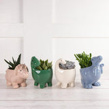 The Floral Collection Large Novelty Succulent