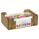 Bulbs Fun Mix Collection x100