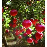 Weleda Pomegranate Inspire Creamy Vegan Body Wash 200ml GOODS M&S