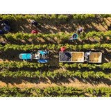 Babylonstoren Babel Red Blend 75cl - McGrocer