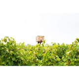 Babylonstoren Candide White Blend 75cl - McGrocer