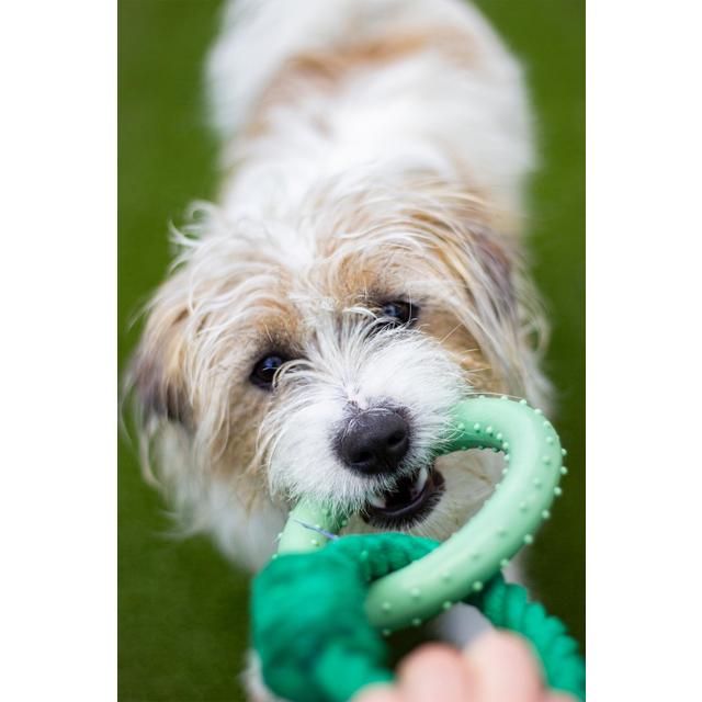 Battersea Rope and Rubber Rings - McGrocer