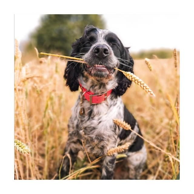 BBC Countryfile Springer Spaniel Blank Card - McGrocer
