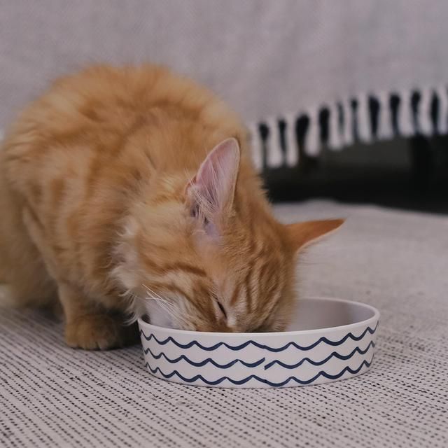 Beco Printed Cat Bowl Ocean Waves - McGrocer