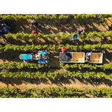 Babylonstoren Babel Red Blend 75cl - McGrocer