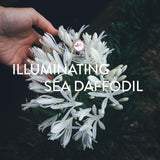 Cetaphil Brightening Healthy Radiance Day Cream with SPF 15 50g