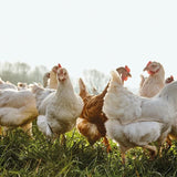 Daylesford Organic Mixed Weight Eggs 12 per pack