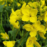 Duchess Farms Extra Virgin Cold-Pressed Rapeseed Oil 500ml