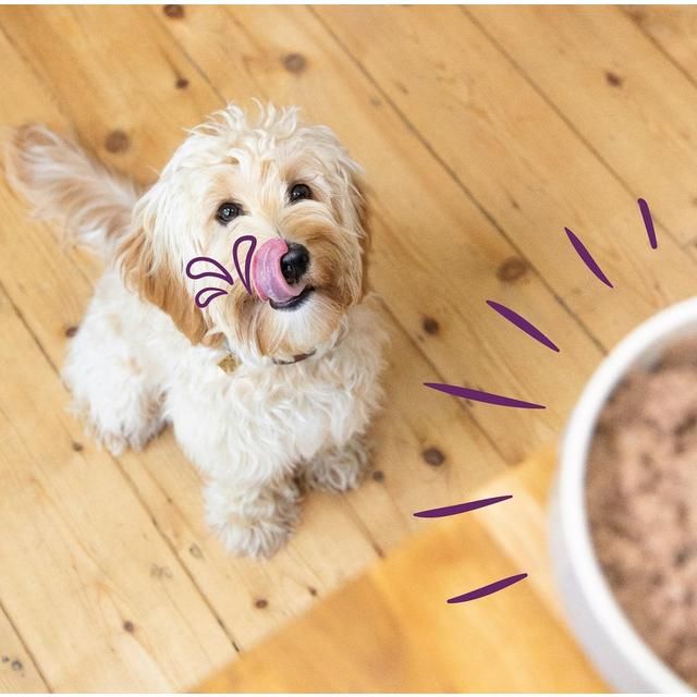 Edgard & Cooper Natural Adult Grain Free Wet Dog Food Multipack   6 x 100g