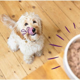 Edgard & Cooper Natural Adult Grain Free Wet Dog Food Multipack   6 x 100g