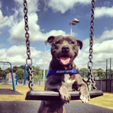 EzyDog Quick Fit Blue Dog Harness