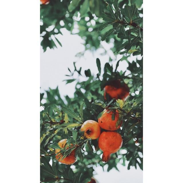 FAIR Pomegranate Liqueur 35cl