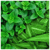 Flash Plastic Free Antibacterial Wipes 30ct 30 per pack