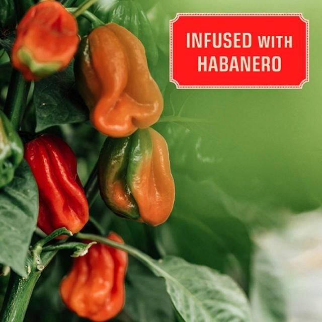 Horse with No Name Habanero Infused Bourbon Whisky 50cl