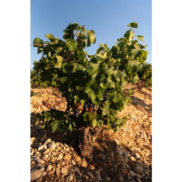 Jouselet Southern French Rose 75cl