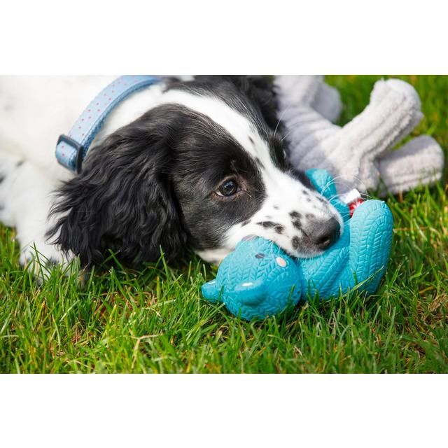 Little Petface Latex Teddy Bear Puppy Toy