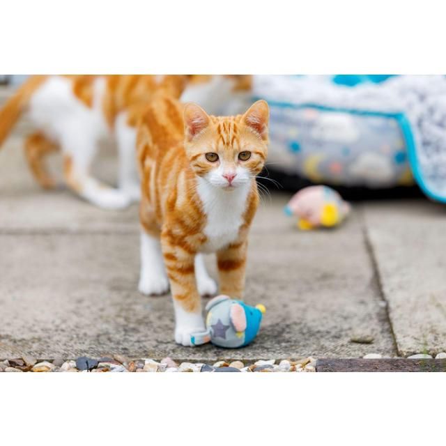 Little Petface Mouse Bell Kitten Toy