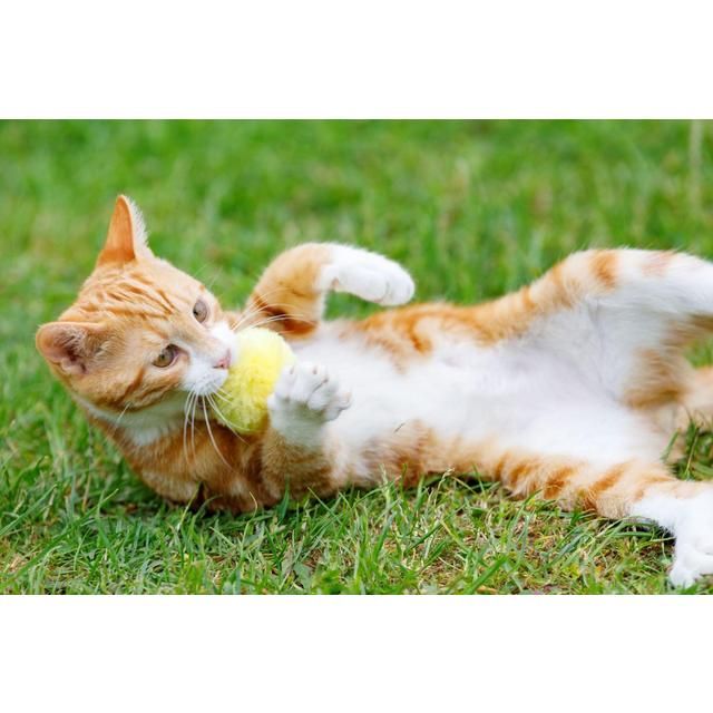 Little Petface Pom Pom Cat & Kitten Toys