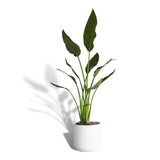 Hello Houseplants Bird Of Paradise | Pot Size: 17cm-Pot Excl