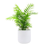 Hello Houseplants Kentia Palm | Pot Size: 12cm | (35cm-45cm Height)