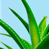 Maui Moisture Revive & Hydrate+ Shea Butter Conditioner 385ml