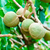 OGX Hydrate & Defrizz+ Kukui Oil pH Balanced Shampoo 385ml