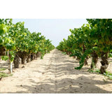 Pink Flamingo Organic Camargue Rose 75cl