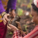 Pukka Tea Organic Elegant English Breakfast Tea Bags 20 per pack