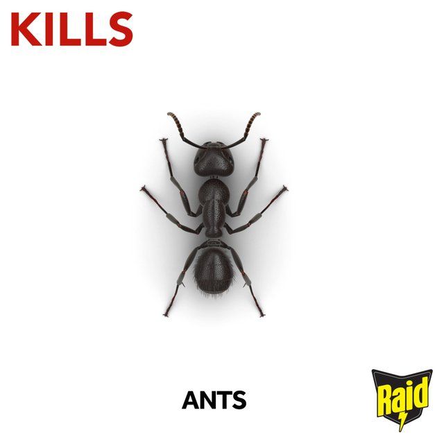 Raid Ant Bait Station