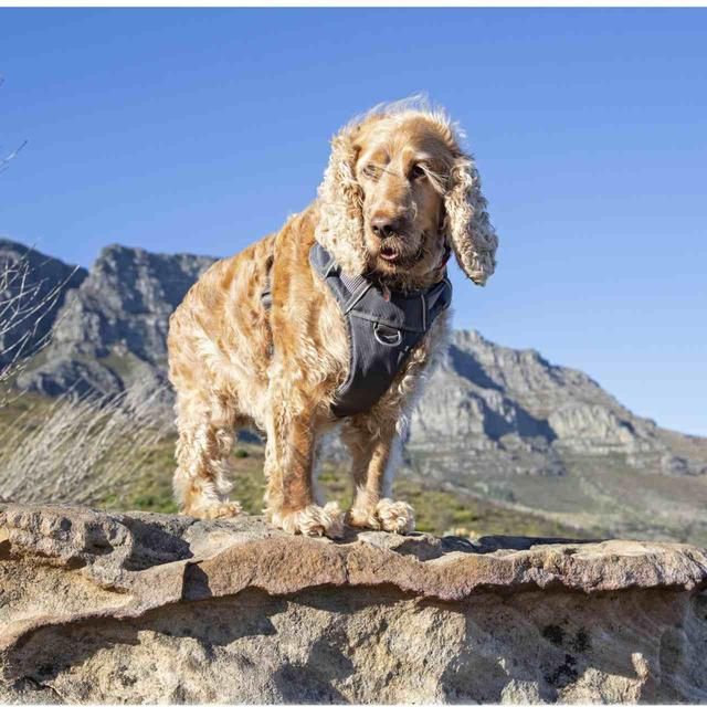 Red Dingo Cool Grey Padded Dog Harness