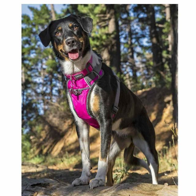 Red Dingo Hot Pink Padded Dog Harness Medium