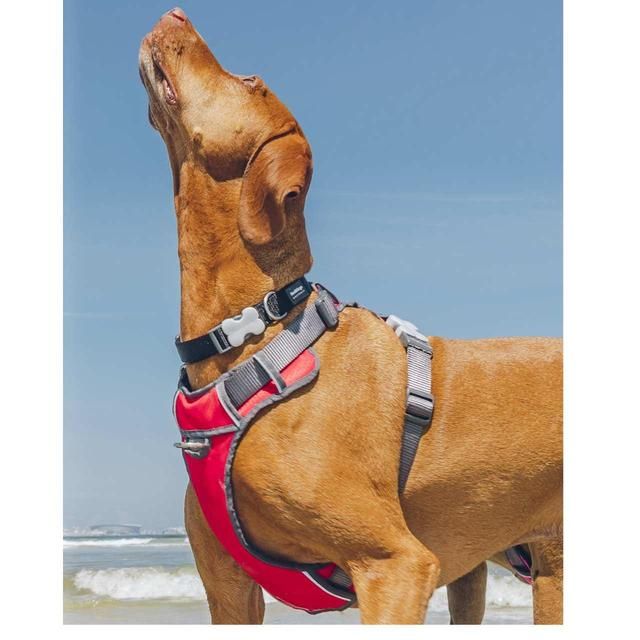 Red Dingo Red Padded Dog Harness