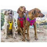 Red Dingo Red Padded Dog Harness