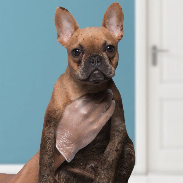 Spontex 100 Handy Latex Free Disposable Gloves 100 per pack